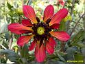 Parc floral 012